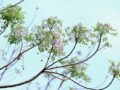 Mơ thấy cây xoan là điềm báo tốt hay xấu? Đánh con gì