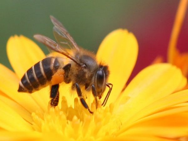 Chiêm bao mơ thấy ong đánh con gì? số mấy?