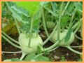 Mơ thấy củ su hào đánh con gì? Ý nghĩa từ giấc chiêm bao