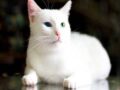 Ý nghĩa giấc mơ thấy mèo trắng là gì? Đánh số mấy?