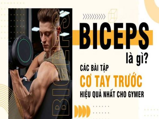Biceps là gì? Các bài tập cho Biceps hiệu quả cho dân tập Gym