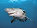 Nằm mơ thấy cá mập đánh con gì may mắn dễ ăn nhất