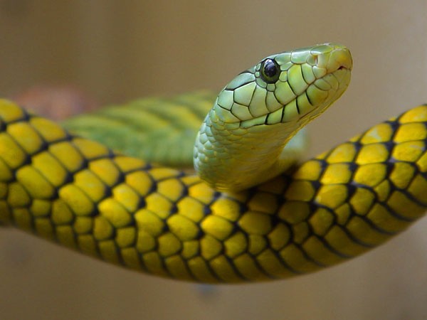 Nhìn thấy rắn độc có điềm báo gì con số gì may mắn